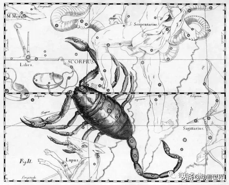 蝎子的全名叫什么,蝎子百科全书