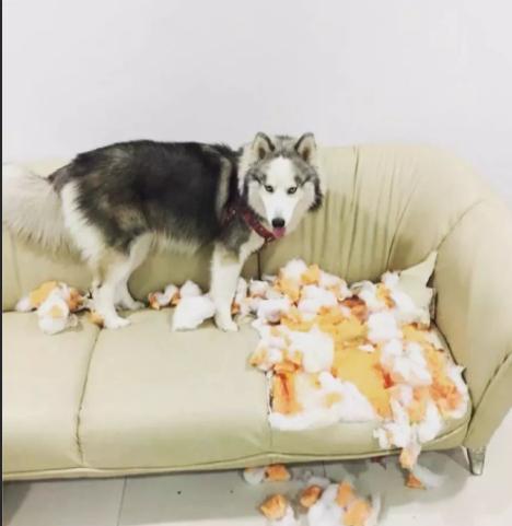 狗狗拉肚子怎么来评判是否严重,小狗拉肚子是不是吃得少造成的