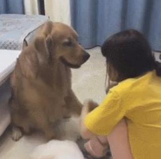 金毛的优缺点是什么,金毛的优点缺点有哪些