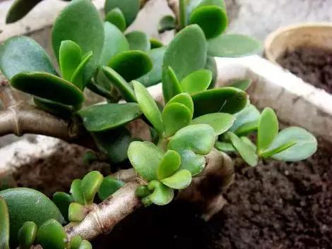 多肉植物有毒吗误食了怎么办,多肉植物真的有毒吗视频