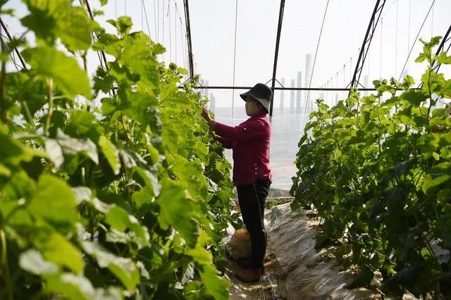 今年的蔬菜生意怎么那么难做,行情难