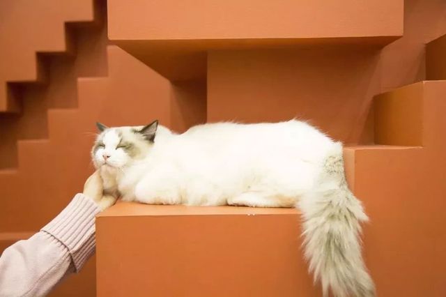 上海探店私藏小众咖啡馆,上海最便宜的咖啡店