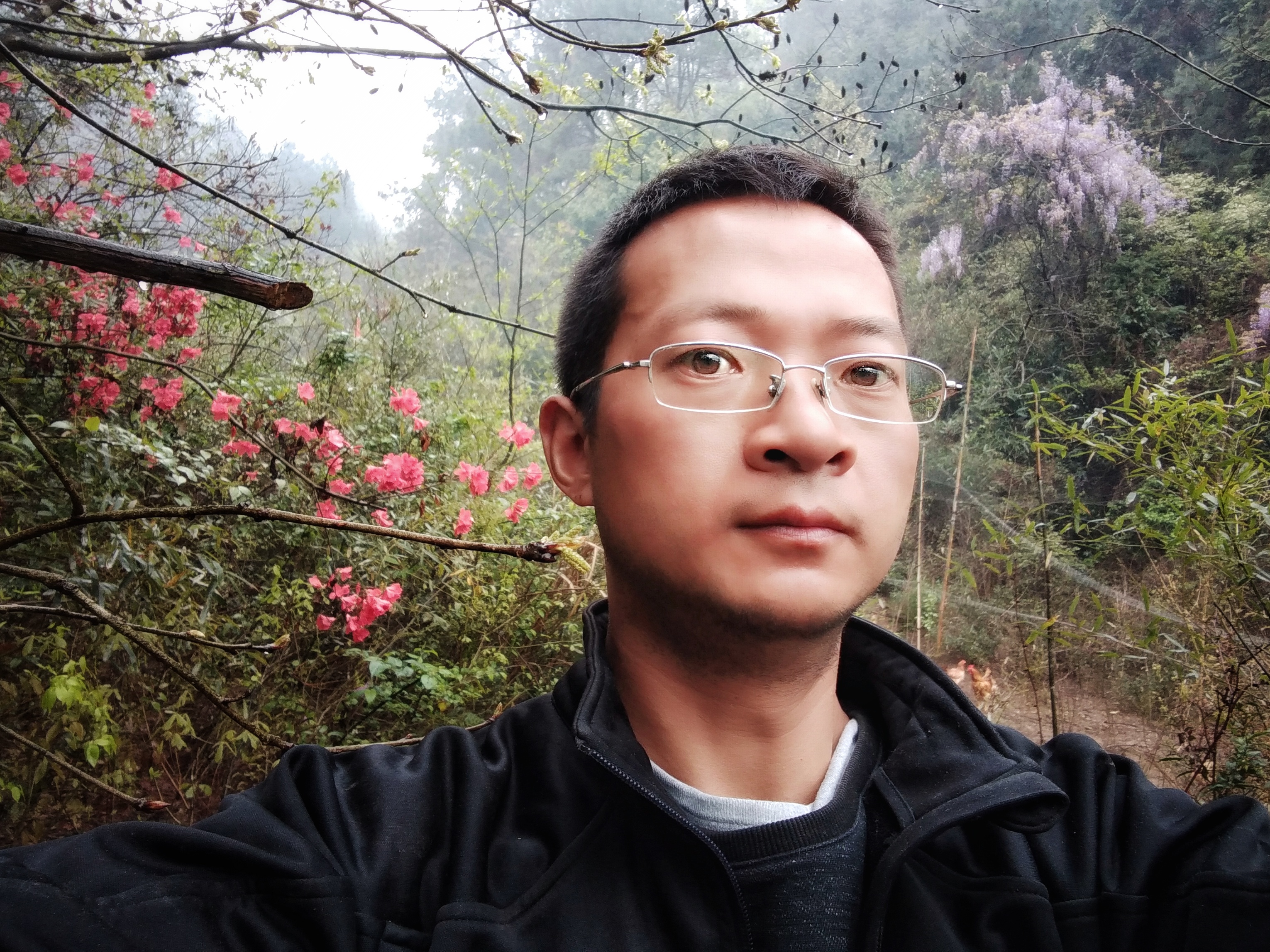 散养土鸡能赔钱吗,土鸡放养就是土鸡吗