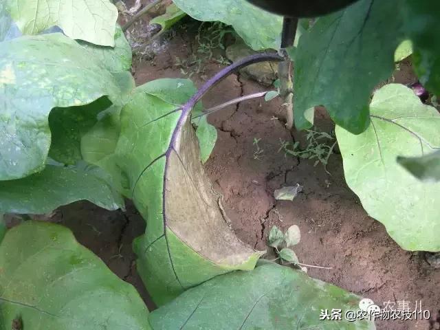 种茄子的六个步骤简短文字,种茄子的基本知识