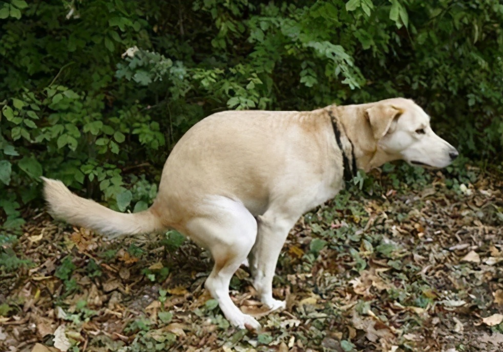 如何帮狗狗清理肛门腺？简单4步，实用有效