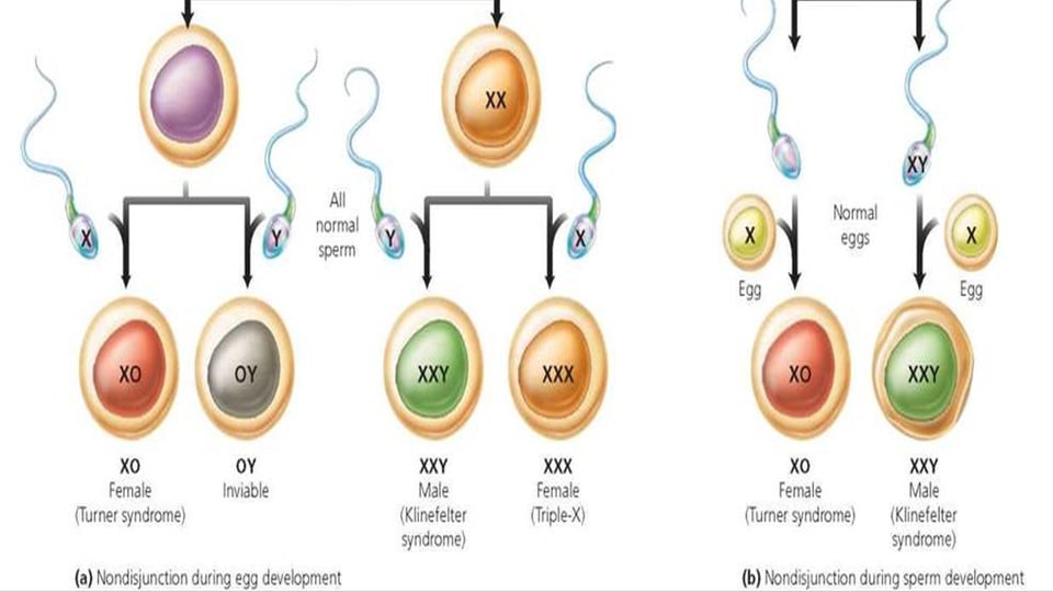 性别不止男女？让双性人和变性人参加奥运会，对其他选手公平吗？