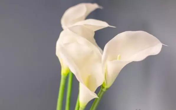 书桌植物摆放风水禁忌,千万不要在家里摆放这些植物