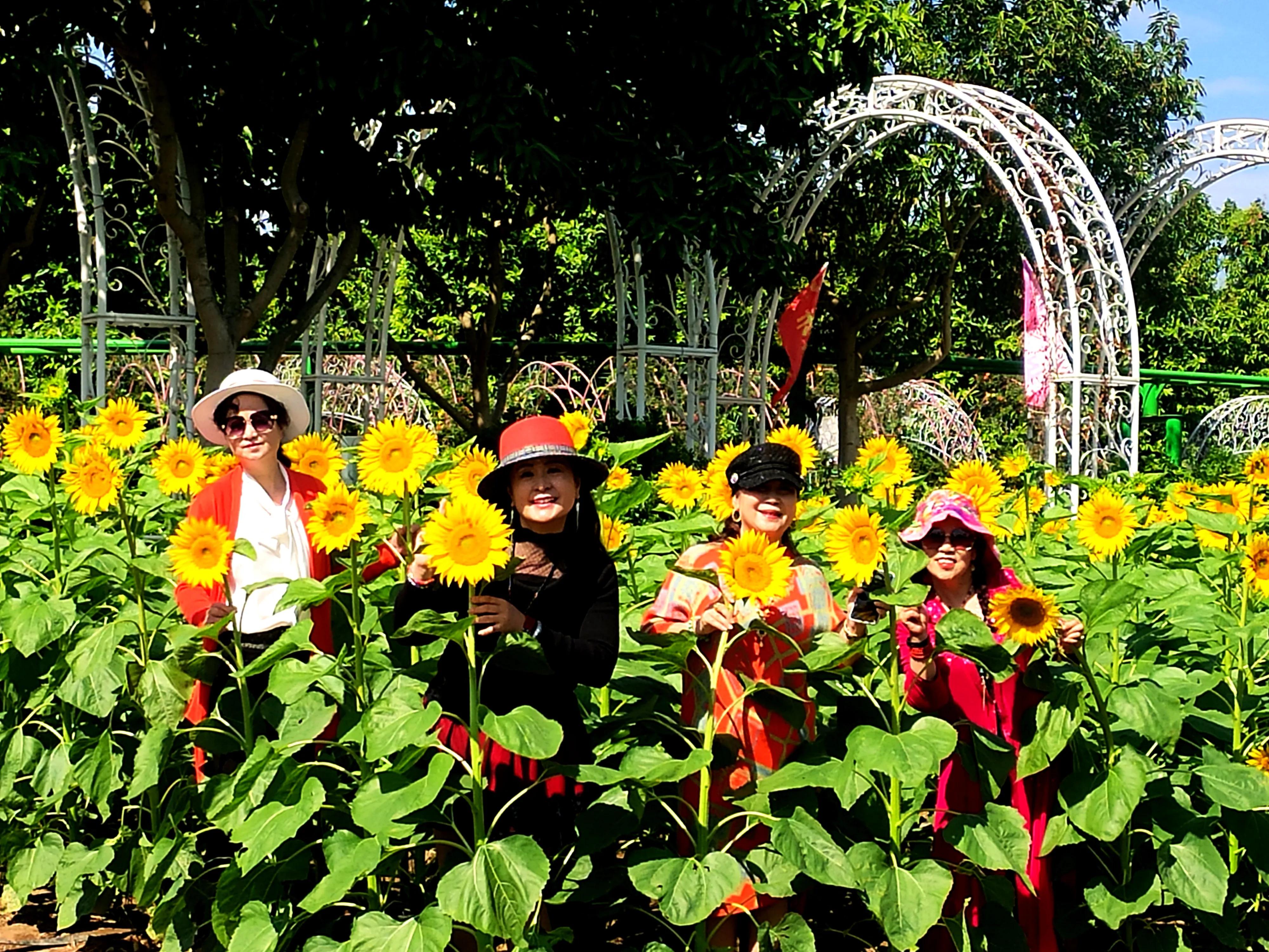 南沙好玩的地方百万葵园,广州南沙百万葵园几月份去最好