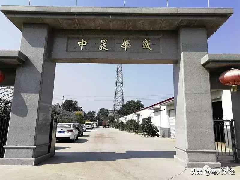 软籽石榴修剪方法视频,软籽石榴幼树整形修剪