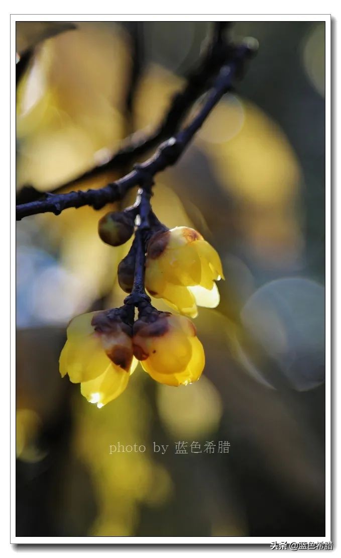 沈园腊梅的抖音视频,沈园腊梅开了吗