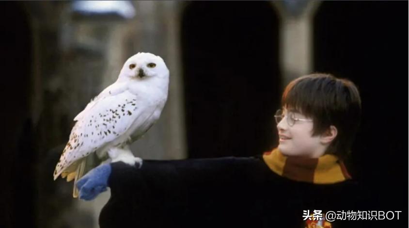 雪鸮呆萌图片,短耳雪鸮