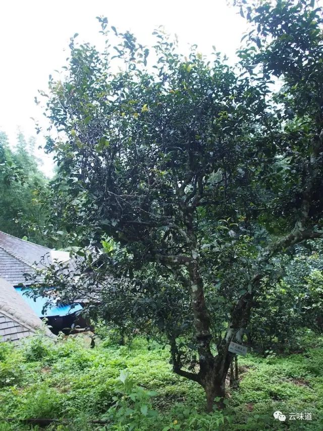 18万冰岛普洱茶,冰岛18年茶价格