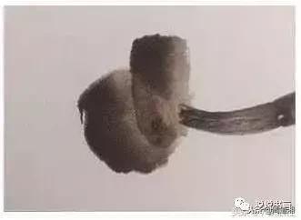 二年级孤独的小螃蟹怎么画,国画怎么画螃蟹视频教程