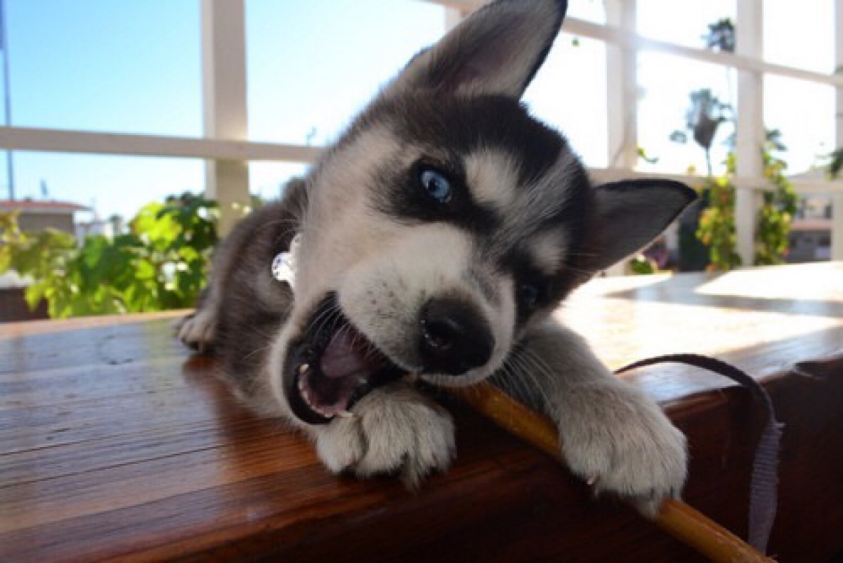 一招辨别哈士奇纯不纯的方法,哈士奇纯不纯看它的眼睛就知道了