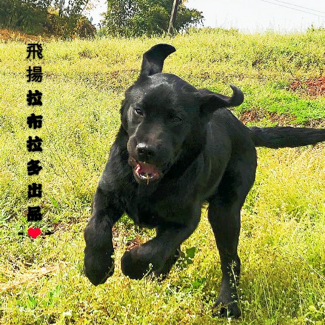 cku纯种犬鉴定,cku纯种犬鉴定怎么办理