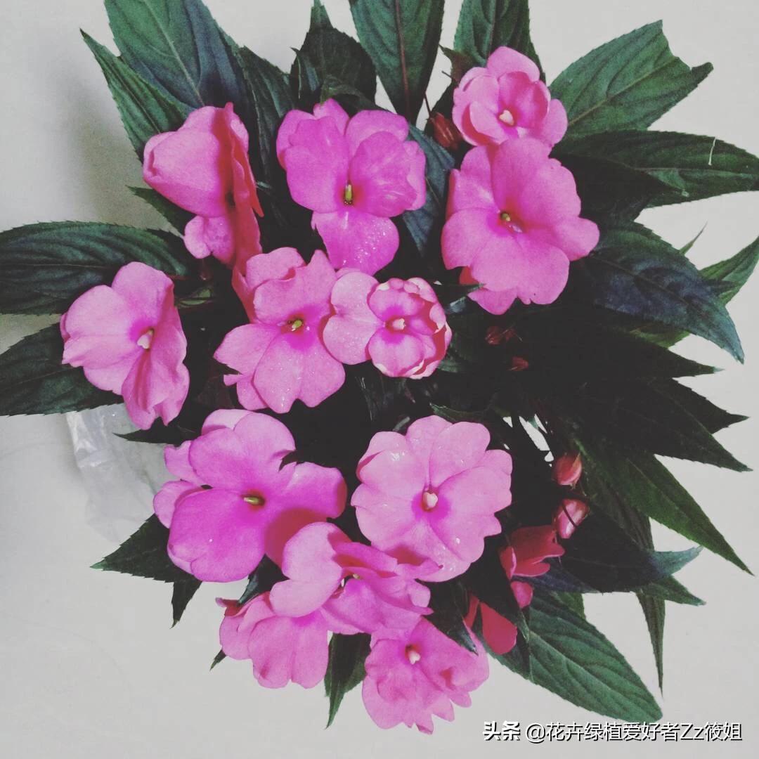 凤仙花怎么养才能开花多,凤仙花怎么养可以爆盆