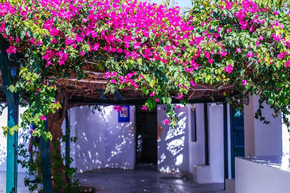 4种爬墙花值得养,家里养的爬墙花哪种最好养