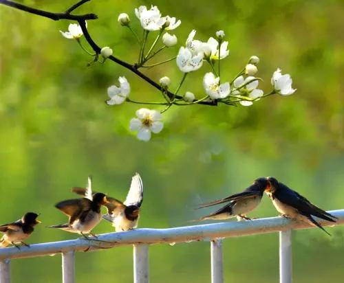 春分是春天最美的季节,在春分这个美好节气里