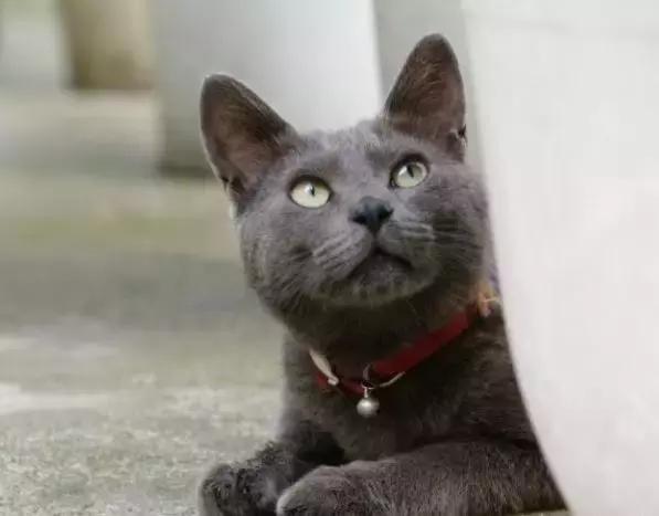 泰国钻石眼招财猫,泰国克拉特