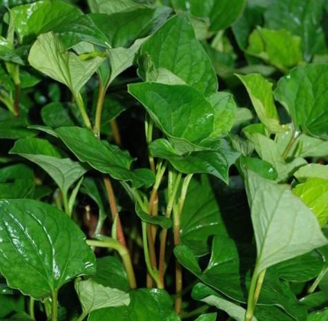 中国最难吃到极致的土特产,盘点那些奇怪又难吃的老家特产