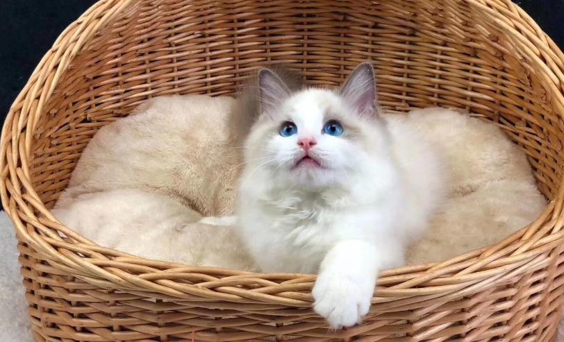 最便宜但是又最好的猫有几种,最贵的猫有哪几种