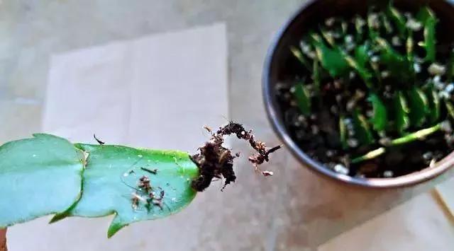 什么花最好养最耐阴,什么花最好种又耐阴