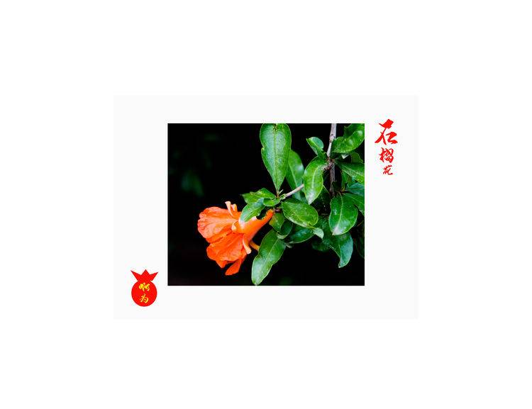 石榴花古诗词唯美,石榴花古诗词