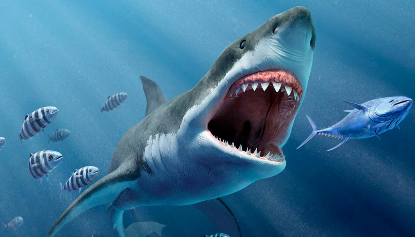 野外遇到大型动物如何自救,如果在野外遇到危险动物该怎么办