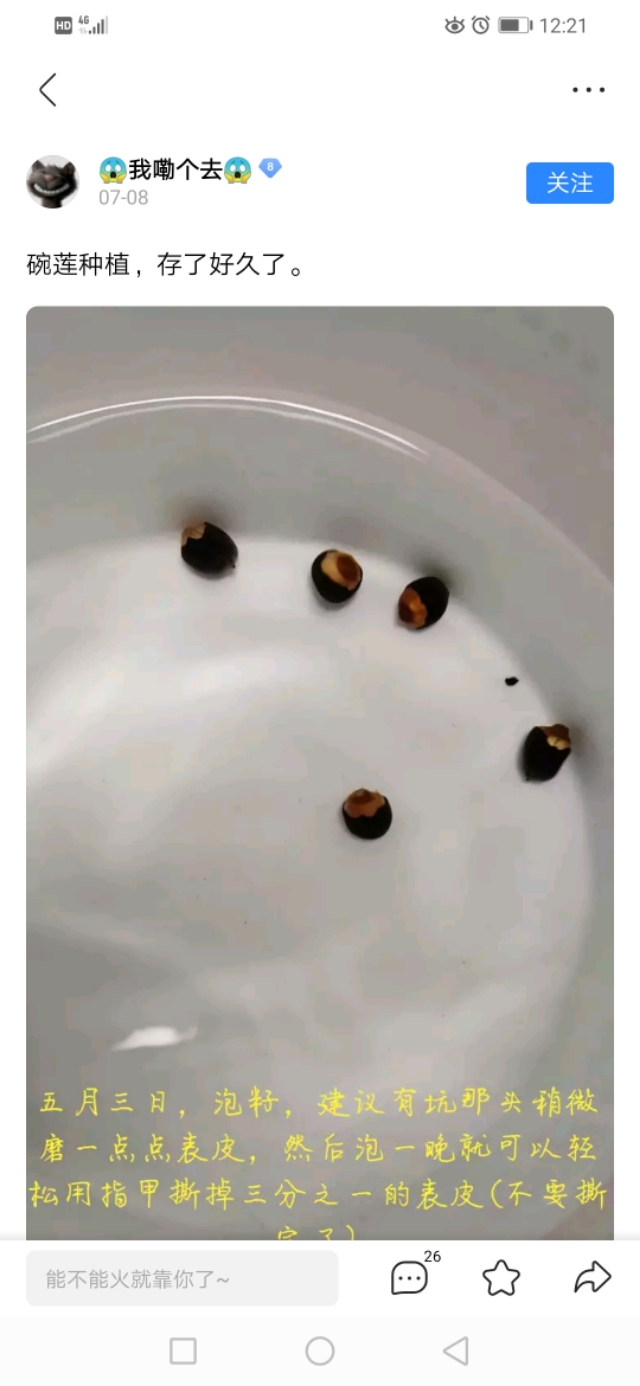 用种子栽培碗莲成长日记,碗莲与鱼在缸中栽培方法