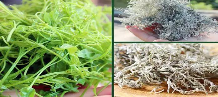 湖南张家界莓茶真的那么好吗,张家界莓茶简单介绍