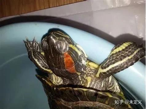 乌龟白眼病能不能用碘伏,乌龟白眼病用红霉素软膏