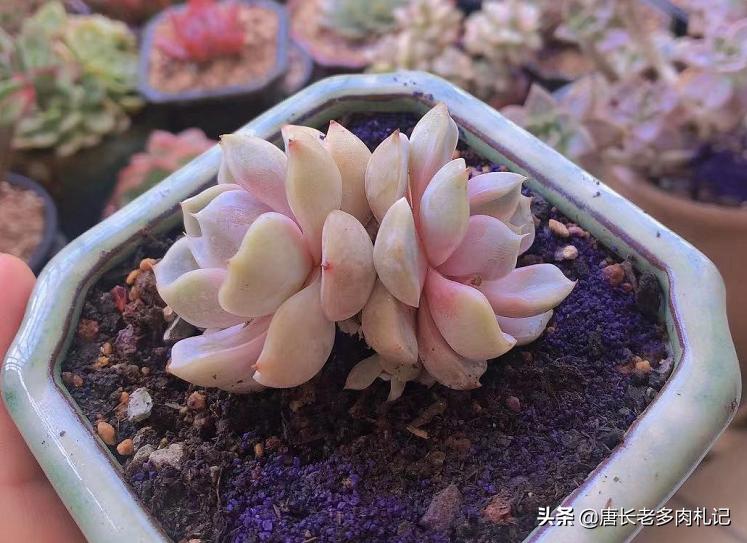 多肉蚜虫蚧壳虫,收到的多肉有蚜虫介壳虫还能种吗