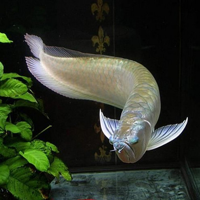 怎么养鱼可以杜绝寄生虫,养鱼怎样防止鱼身上有寄生虫