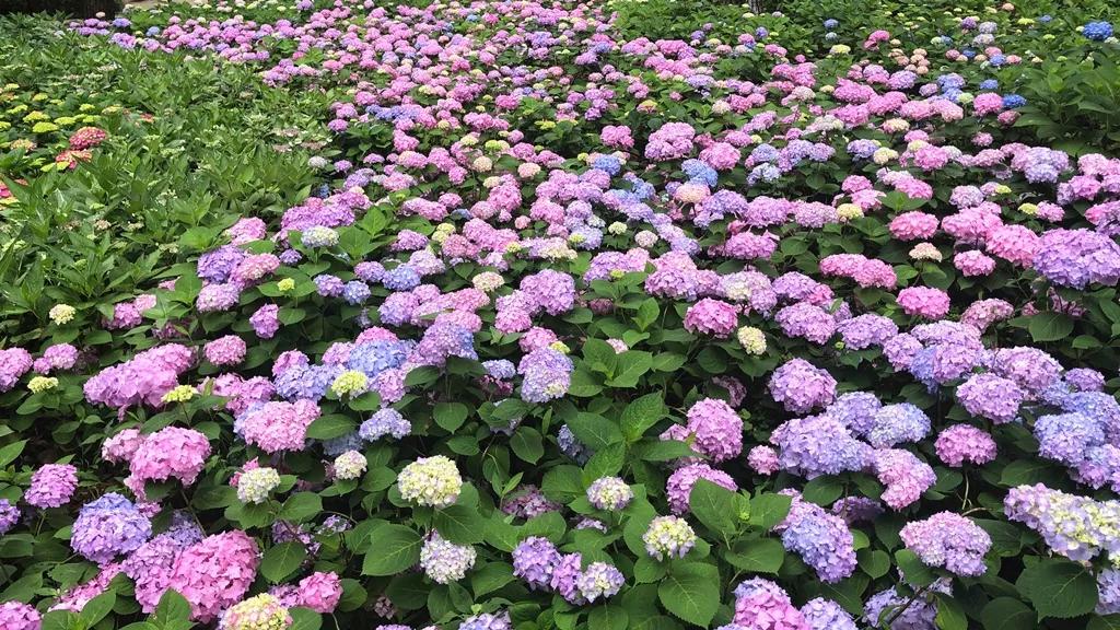 美美美！余杭七大花海组团来袭，遍地繁花好似人间仙境