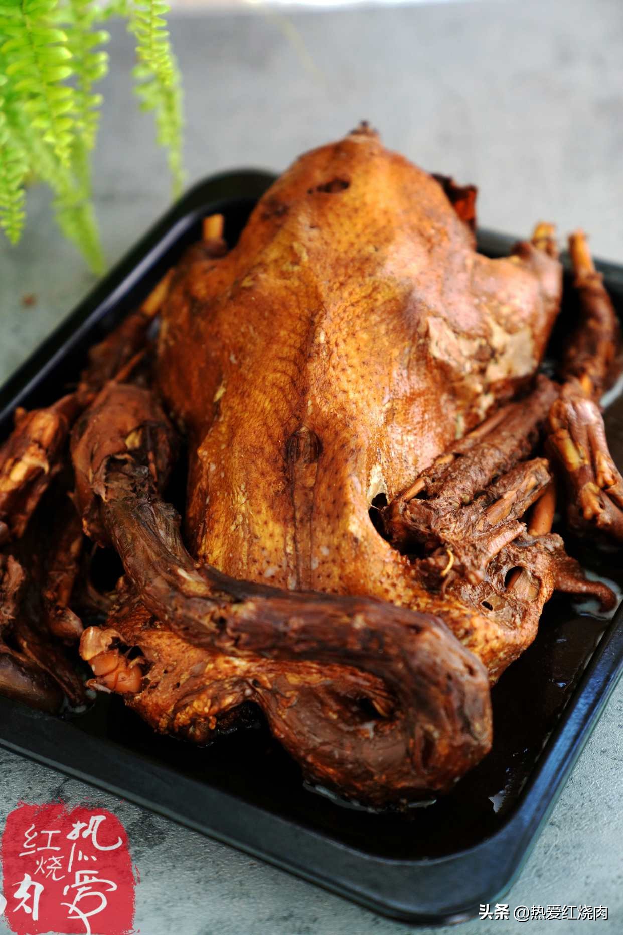 家禽爱吃的菜,什么鹅最好吃又好养