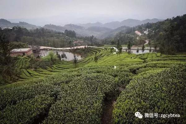 年年春茶你都在追，却从未真正喝懂绿茶？看完这个你就懂了！