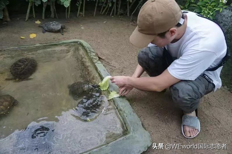 WEworld全球体验官招募|4大志愿者项目0元出发