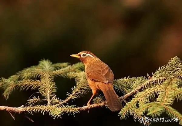 驯养鹦鹉的技巧,饲养画眉需要什么条件