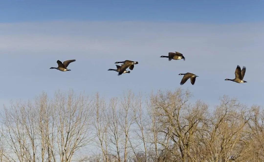 渭南文坛|母亲的箱子作者/薛秀红主播/琦琦赵