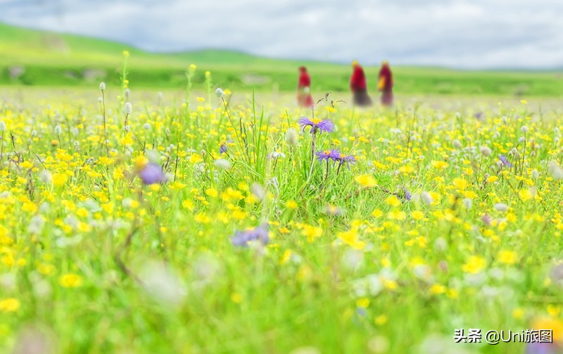 六月的若尔盖，一个不能错过的人间天堂