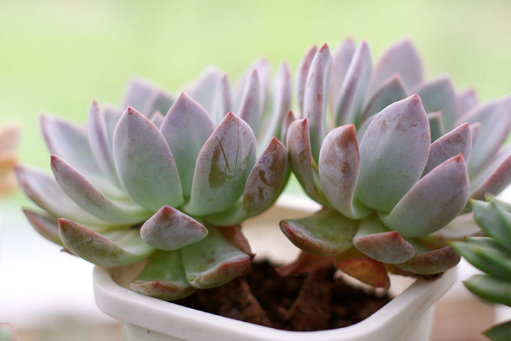 多肉容易养成老桩都有哪些品种,多肉老桩欣赏最新