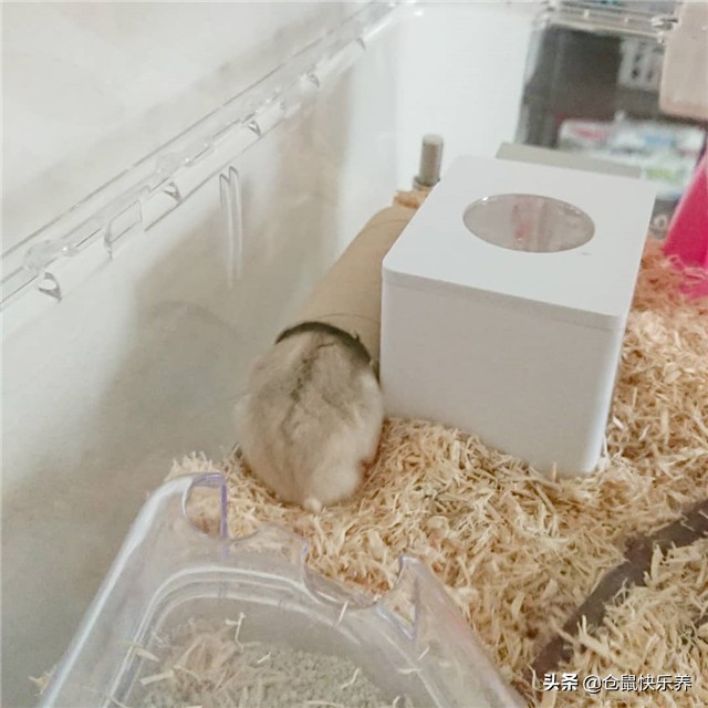 仓鼠到家如何与鼠子培养信任,仓鼠如何躺鼠