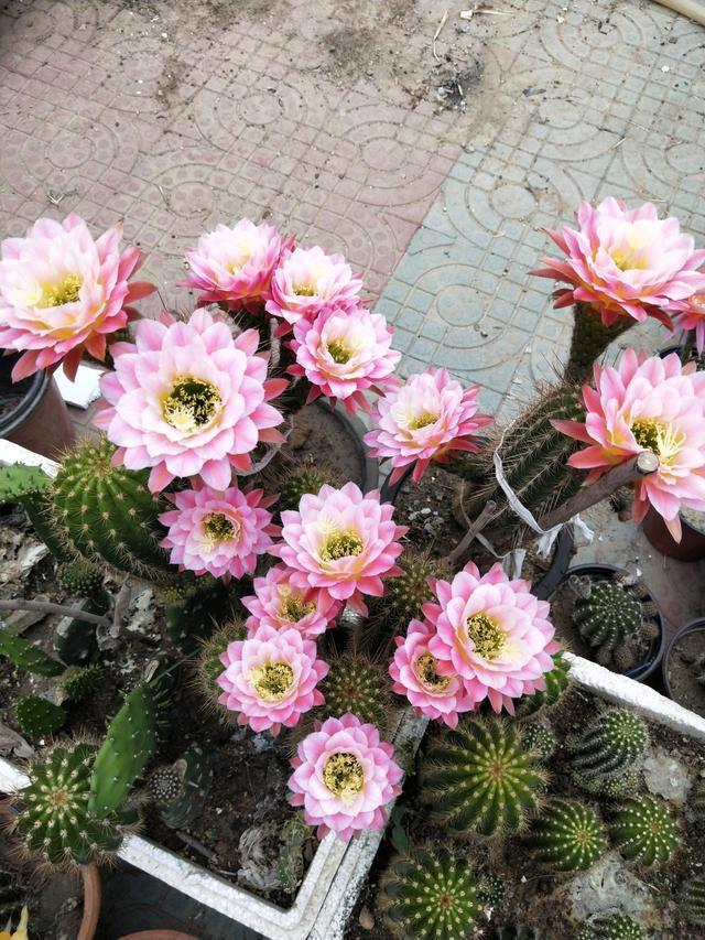 什么多肉耐冻又好吃,不惧零下五六度的多肉