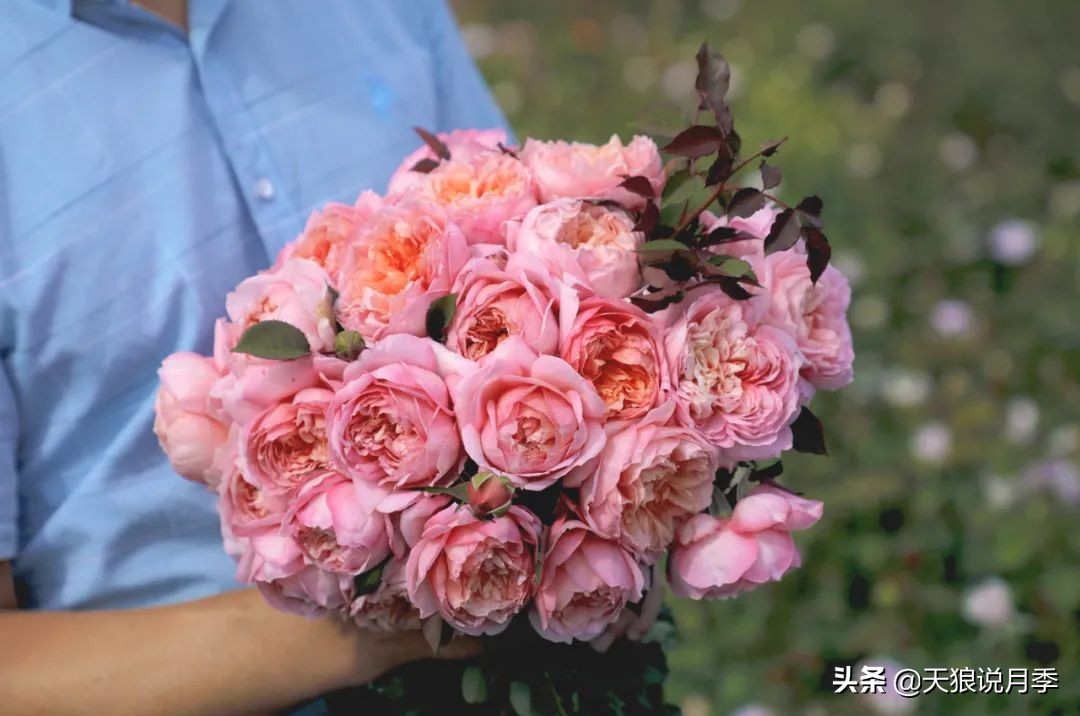 2022年天狼月季新品,月季天狼新品曝光