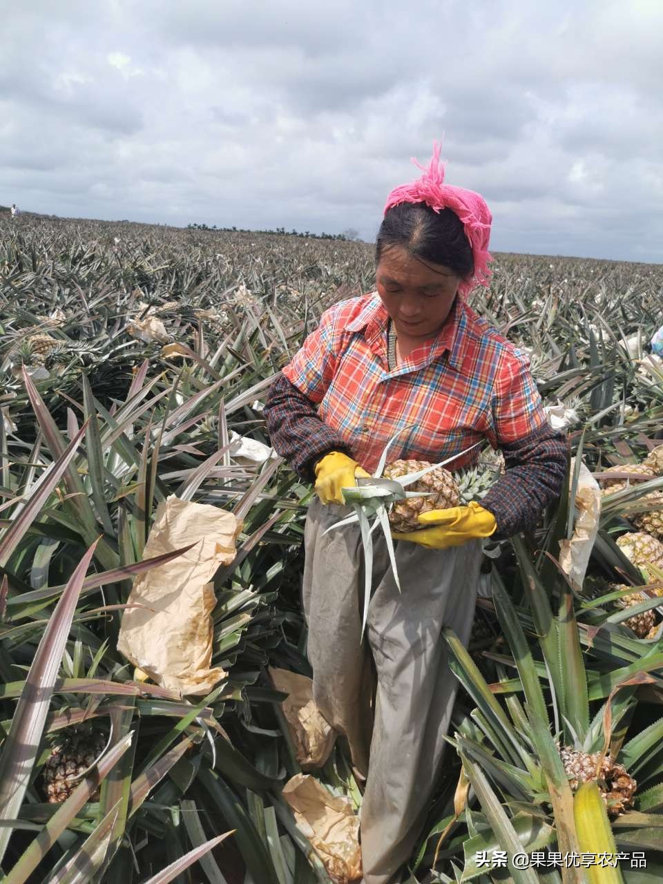 金钻凤梨成熟上市时间,金钻凤梨叶子有没有刺