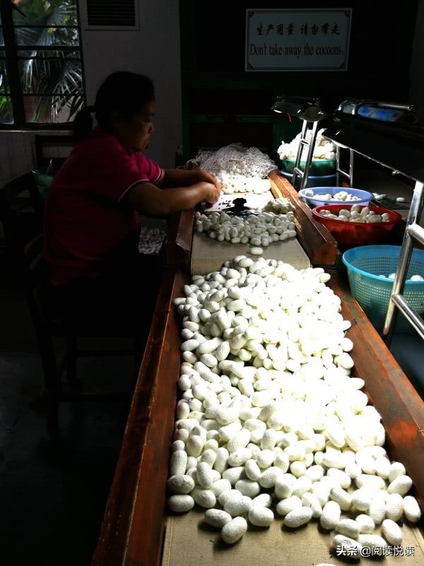 苏州东吴丝绸厂历史,苏州缫丝厂参观