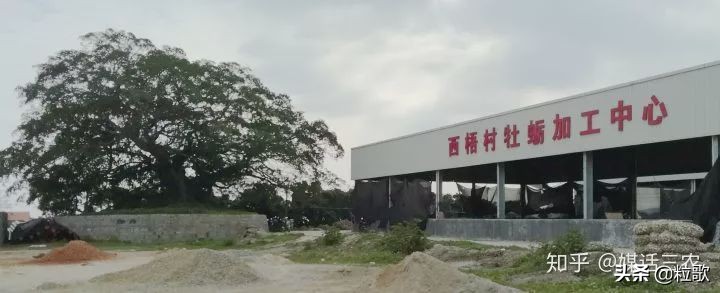 玛塔牡蛎钙对盐碱地的作用,玛塔牡蛎