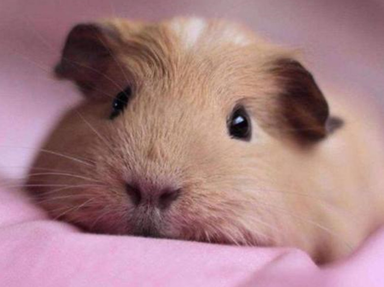 短逆毛荷兰猪可以养到几岁,养荷兰猪需要准备什么东西