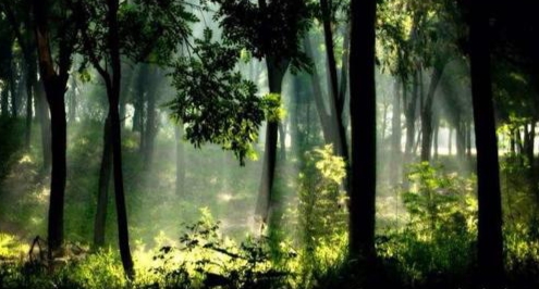 景美情美辞美——《与朱元思书》文言文原文阅读答案翻译注释