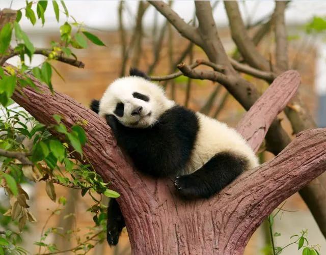 你不了解的茶叶冷知识,那些你不知道的熊猫小知识